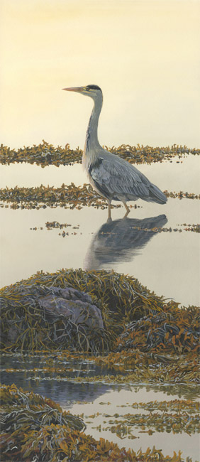 Grey Heron wading in the shallows - Bird Painting by Martin Ridley